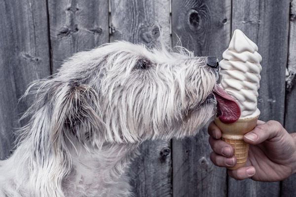 Dog licking an ice cream cone