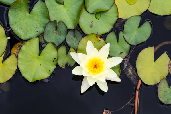 Yellow Flower on Lily Pad
